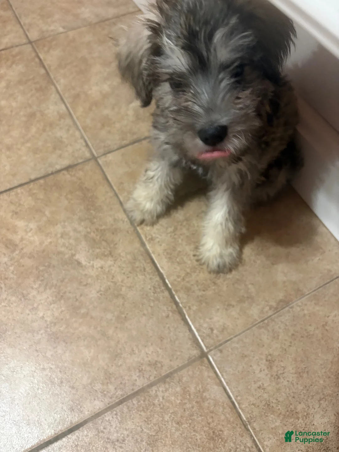 Schnauzer dogs for sale: Luna - Ad 2