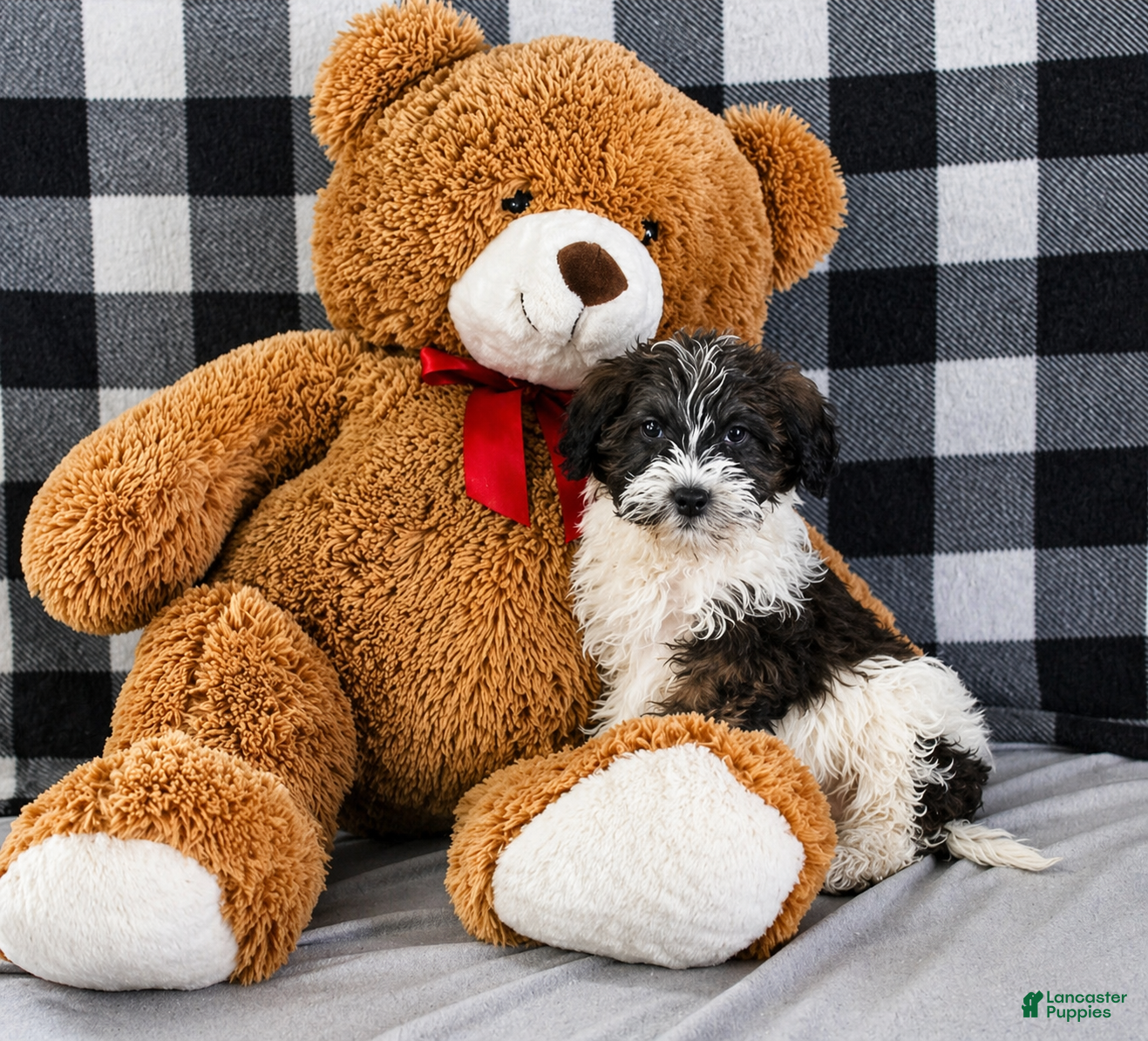 Mixed Breed dogs Bentley - Ad 1