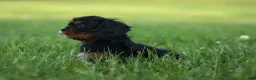 Cavalier King Charles Spaniel dogs for sale: Kona 💛🐾 - Ad 3
