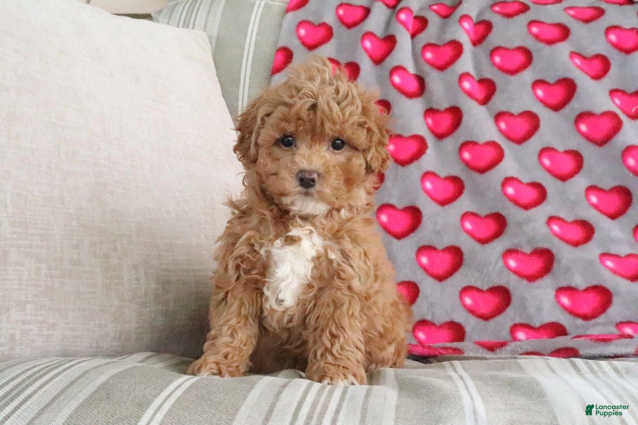 Shihpoo dogs for sale: Paisley - Ad 1