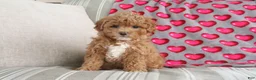 Shihpoo dogs for sale: Paisley - Ad 1