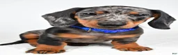 Miniature Dachshund dogs for sale: Echo - Ad 6