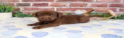 Labrador Retriever dogs for sale: Heath - Ad 3