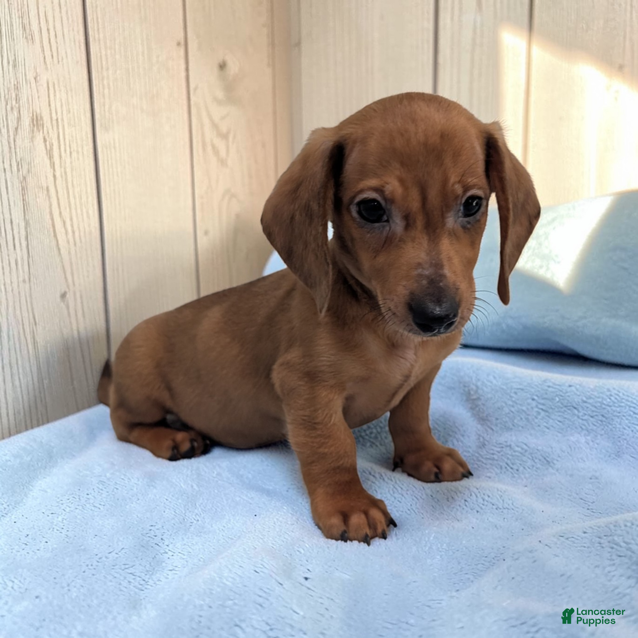 Miniature Dachshund dogs Simon - Ad 2