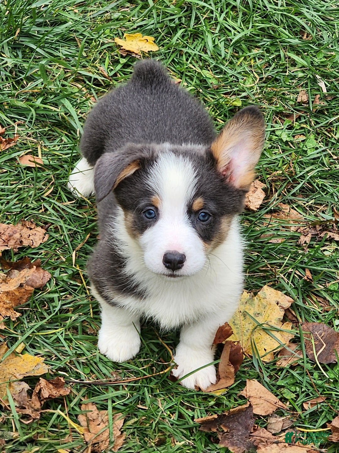 Welsh Corgi Pembroke dogs for sale: Arnie Bluie - Ad 22