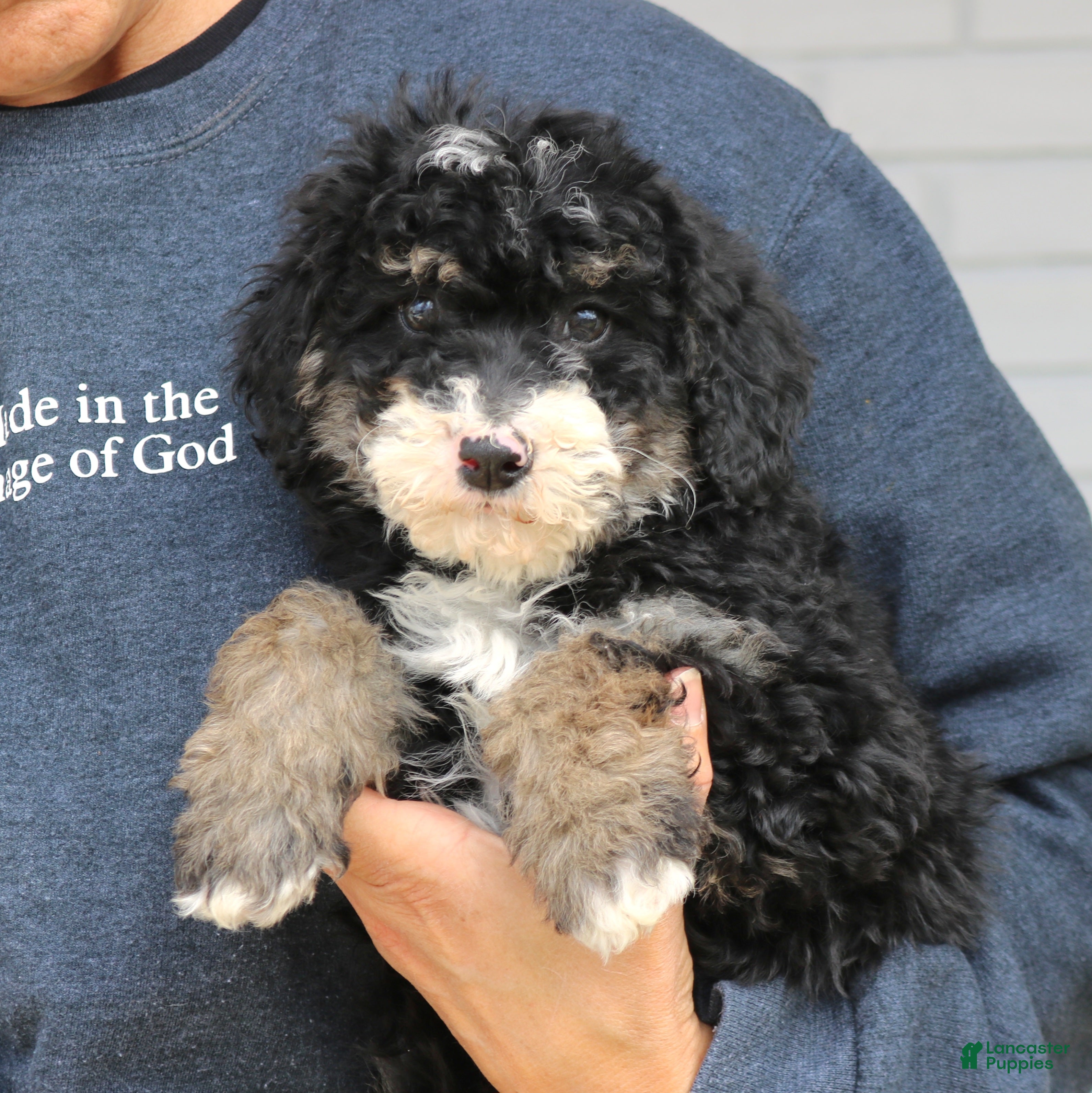 Mini Bernedoodle dogs Vivian  - Ad 2