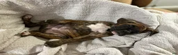 Boxer dogs for sale: Blue - Ad 4