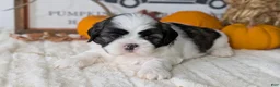 Shih Tzu dogs for sale: Kip - Ad 4