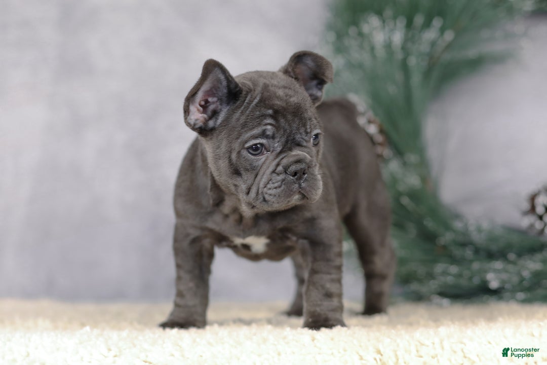 French Bulldog dogs for sale: Cami - Ad 7