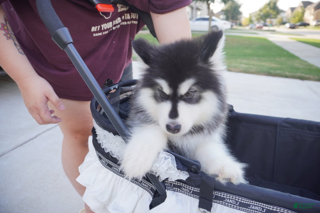 Alaskan Malamute dogs for sale: Xiao Zi - Ad 18