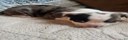 Frenchton dogs for sale: Rocky male frenchton - Ad 3
