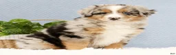 Australian Shepherd dogs for sale: Leo - Ad 6