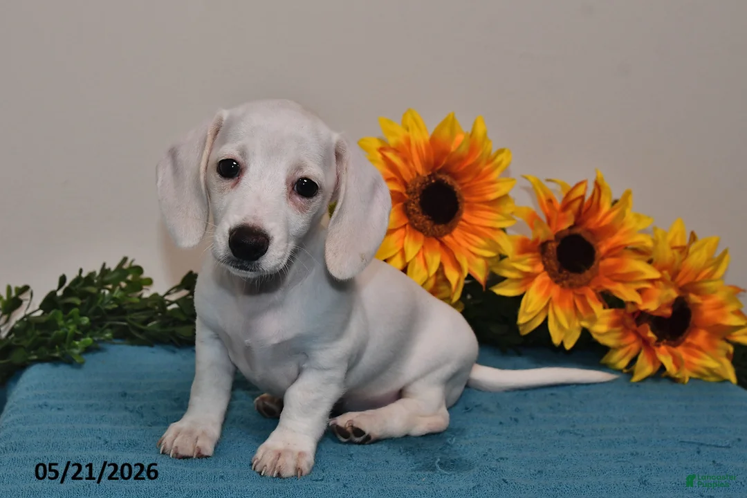 Miniature Dachshund dogs for sale: Penny - Ad 5