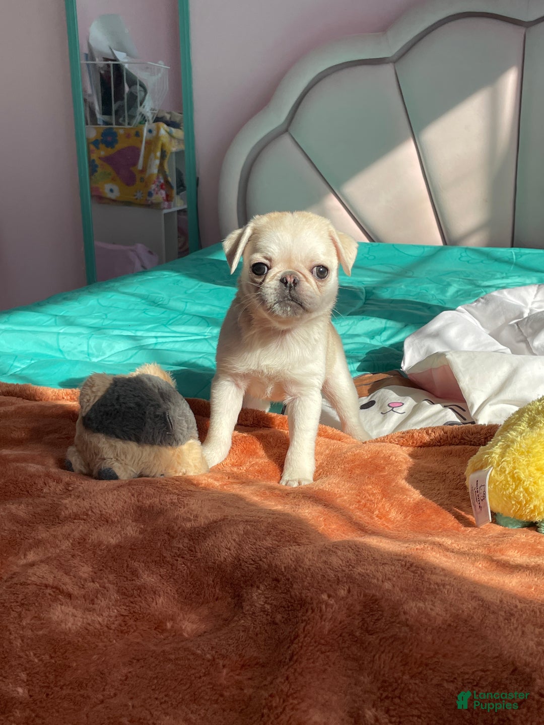 Pug dogs for sale: Coco  - Ad 7