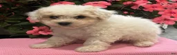 Bichpoo dogs for sale: Kayla - Ad 2