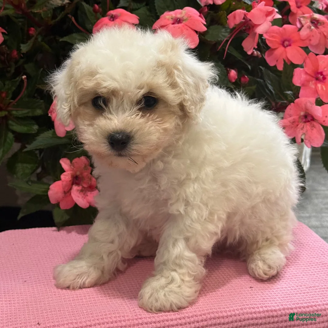 Bichpoo dogs for sale: Kayla - Ad 2
