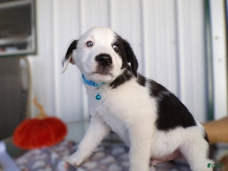 Border Collie dogs Border Collie Puppy 3 Patch - Ad 4