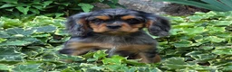 Cavalier King Charles Spaniel dogs for sale: Dazzler - Ad 6