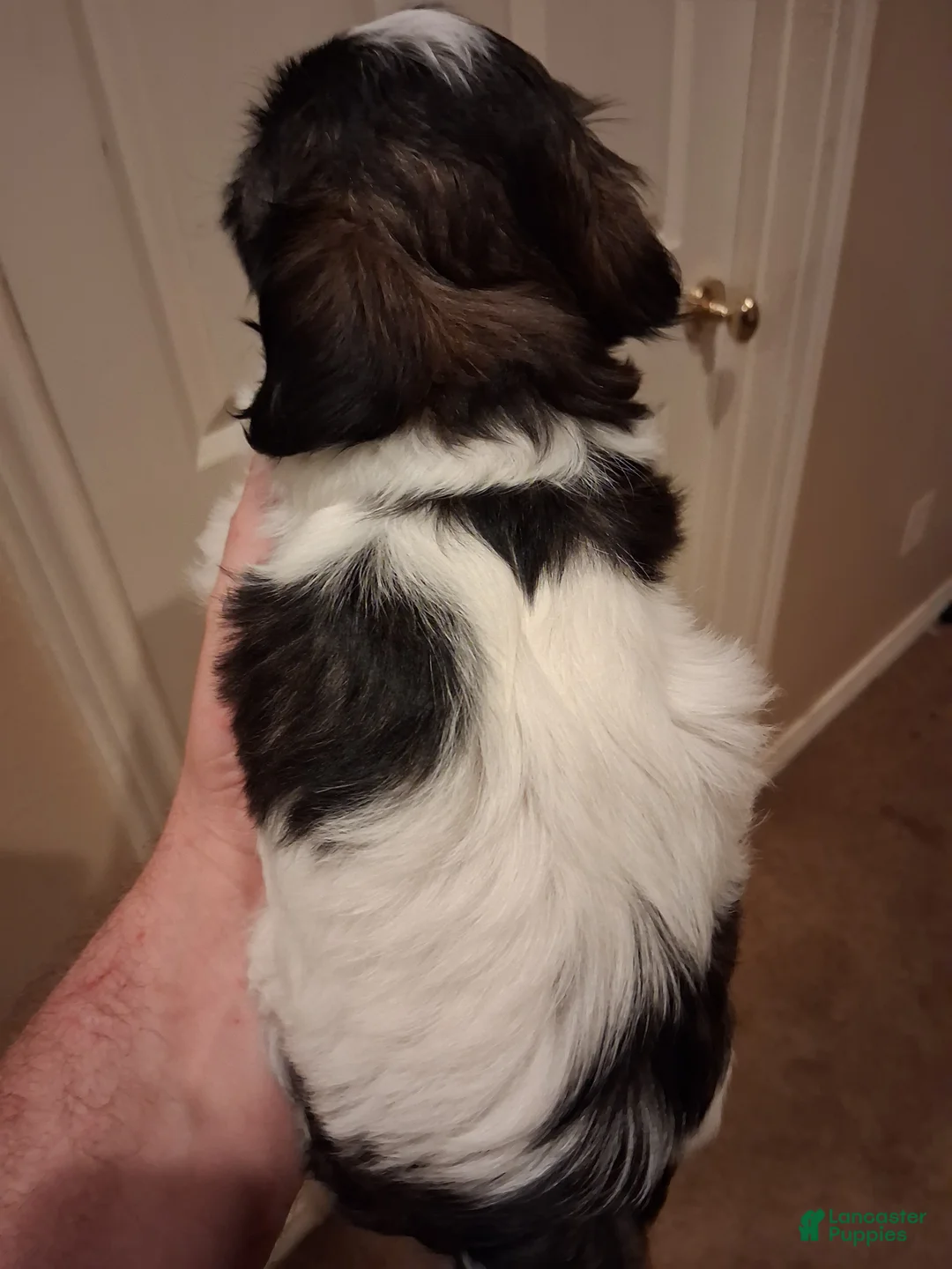 Shih Tzu dogs for sale: Shih Tzu Puppy 2 - Ad 2