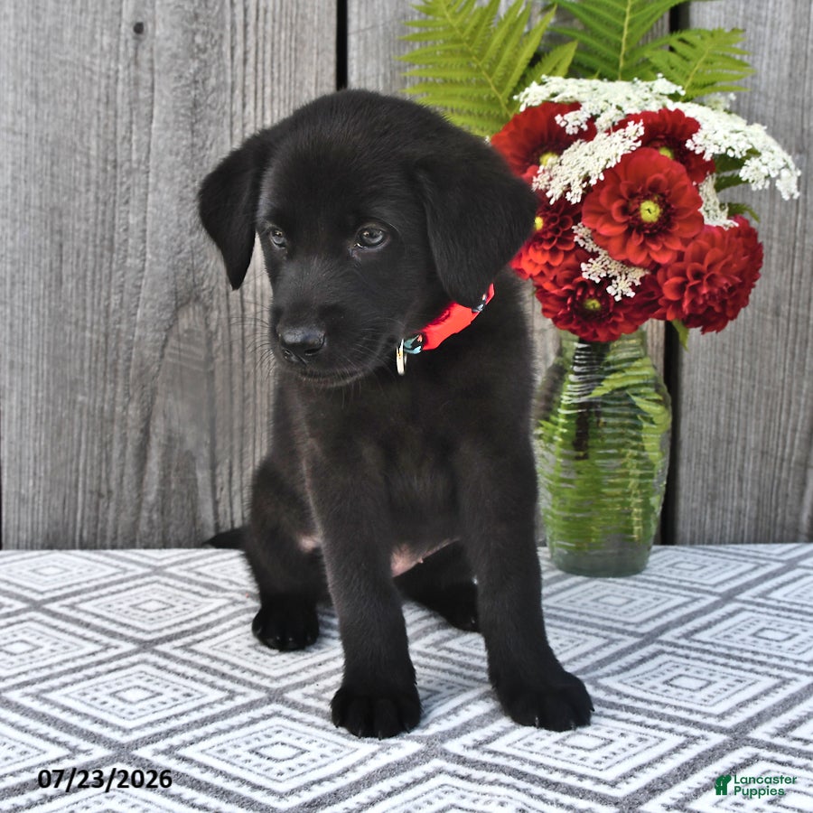 Mixed Breed dogs Missy - Ad 2