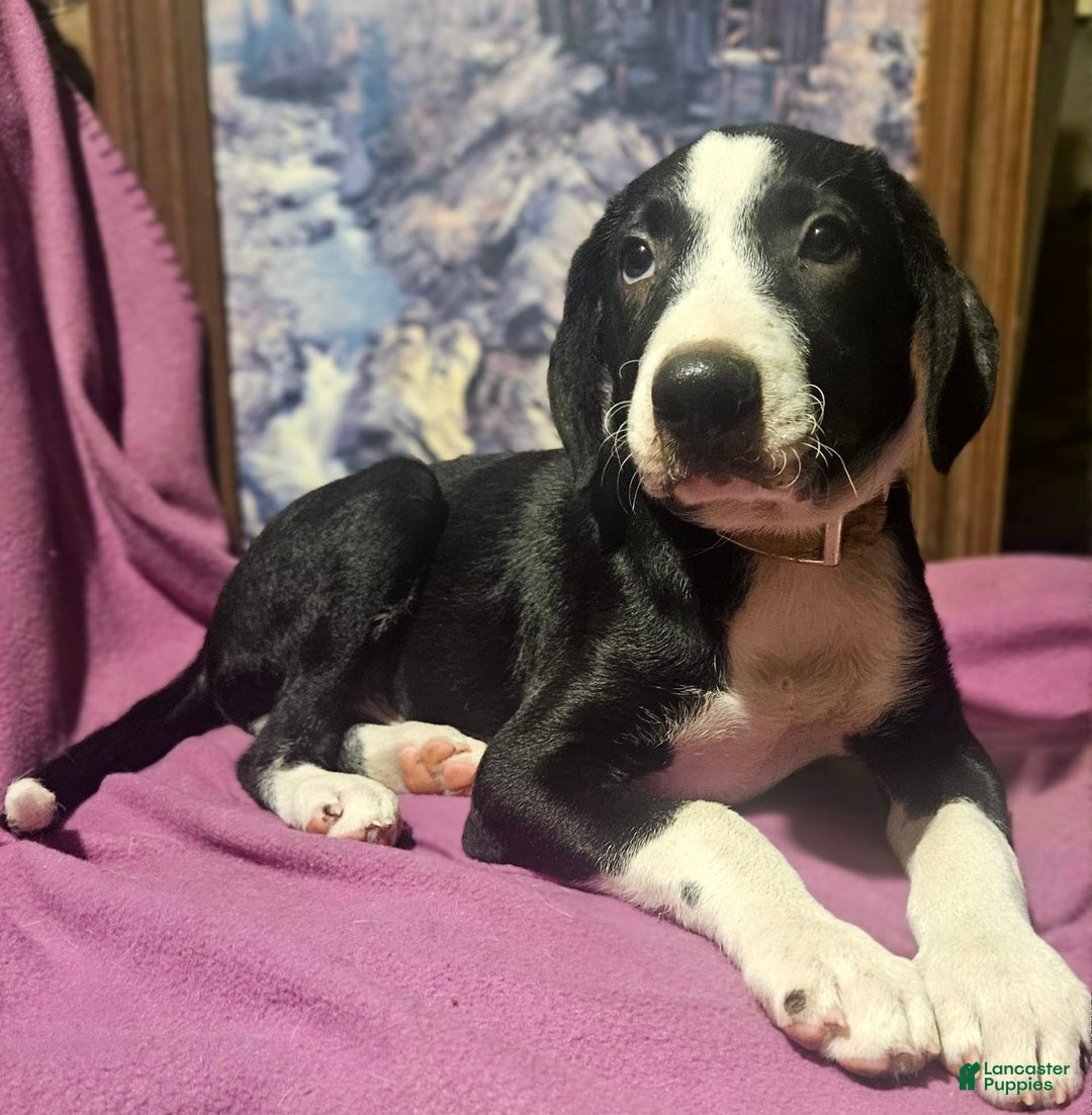 Border Collie dogs for sale: Fang - Ad 12