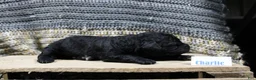 Mini Goldendoodle dogs for sale: Charle - Ad 1