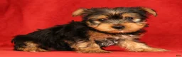 Yorkshire Terrier dogs for sale: Haven - Ad 5
