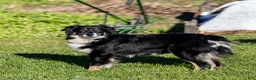 Miniature Australian Shepherd dogs for sale: Joyce - Ad 7