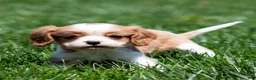 Cavalier King Charles Spaniel dogs for sale: Allen Cavalier King Charles Spaniel Puppy  - Ad 24