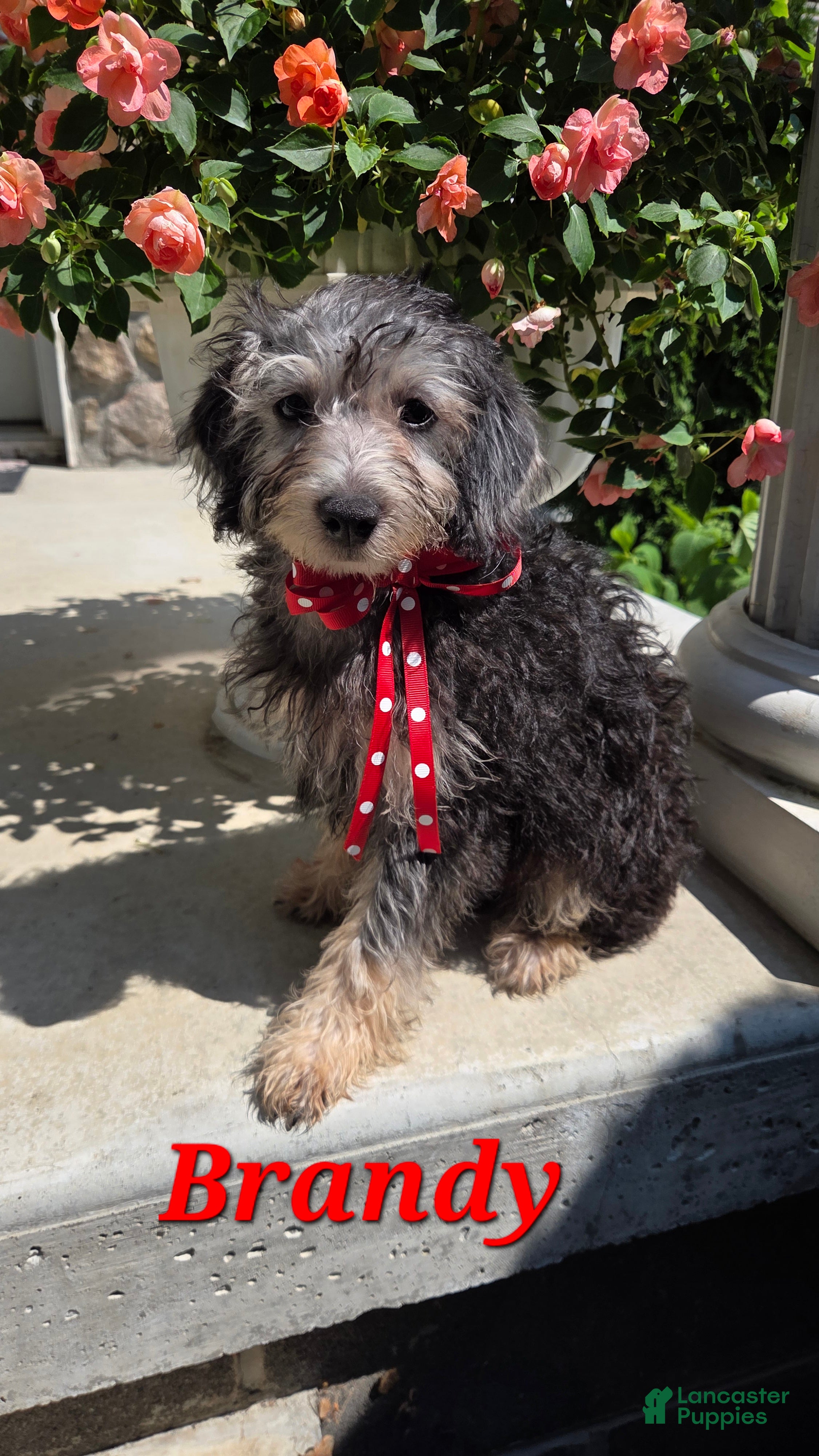 Yorkiepoo dogs Brandy - Ad 37