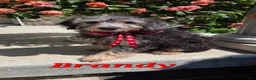 Yorkiepoo dogs for sale: Brandy - Ad 1