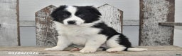 Border Collie dogs for sale: Diesel - Ad 4
