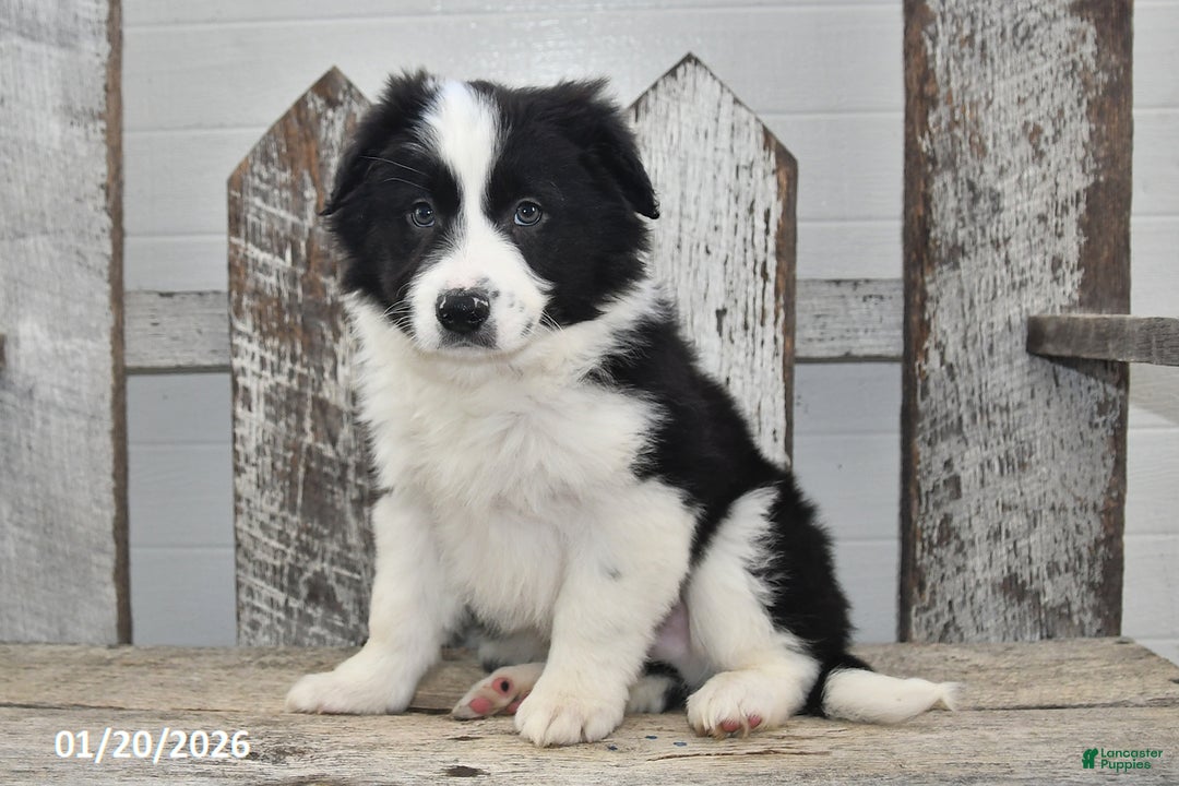 Border Collie dogs for sale: Diesel - Ad 4