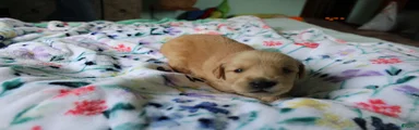 Golden Retriever Puppy 6