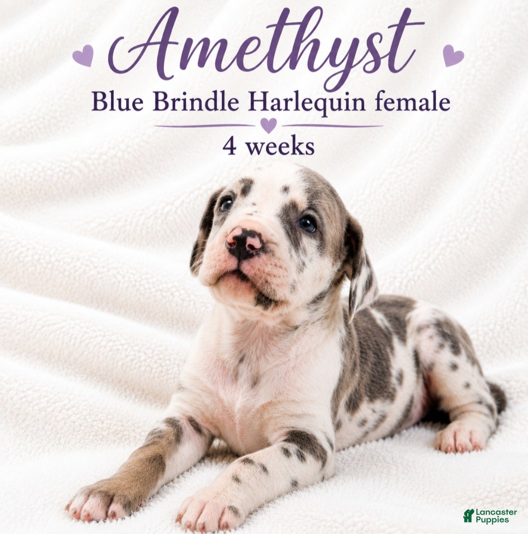 Great Dane dogs Amethyst  - Ad 32