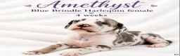 Great Dane dogs for sale: Amethyst  - Ad 6