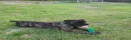 Cane Corso dogs for sale: Cane Corso 2 - Ad 44