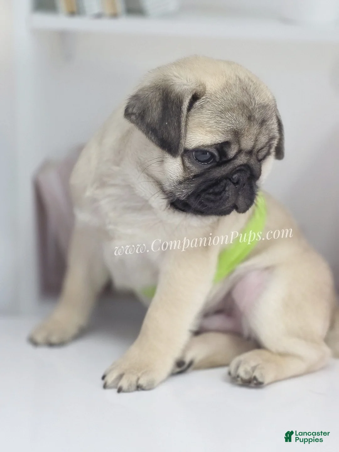 Pug dogs for sale: Clover - Silver Fawn Pug Puppy - Ad 12