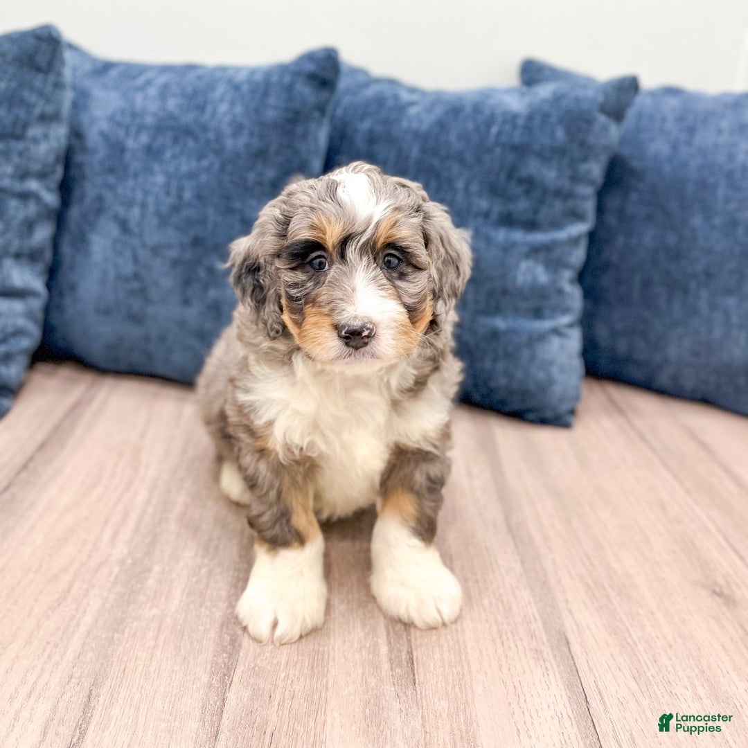 Mini Bernedoodle dogs for sale: Rocket - Ad 3