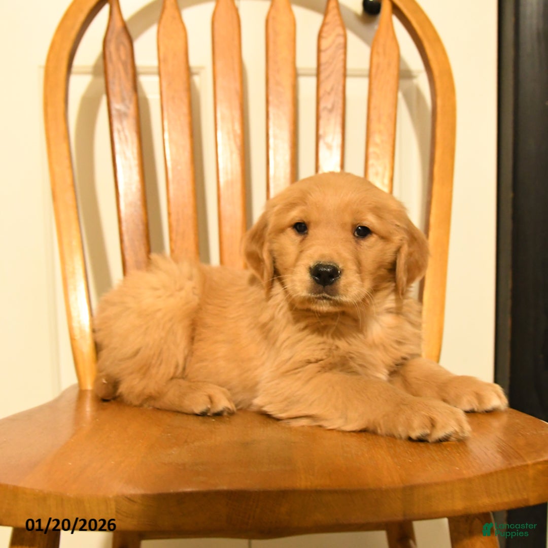 Golden Retriever dogs for sale: Butch - Ad 5