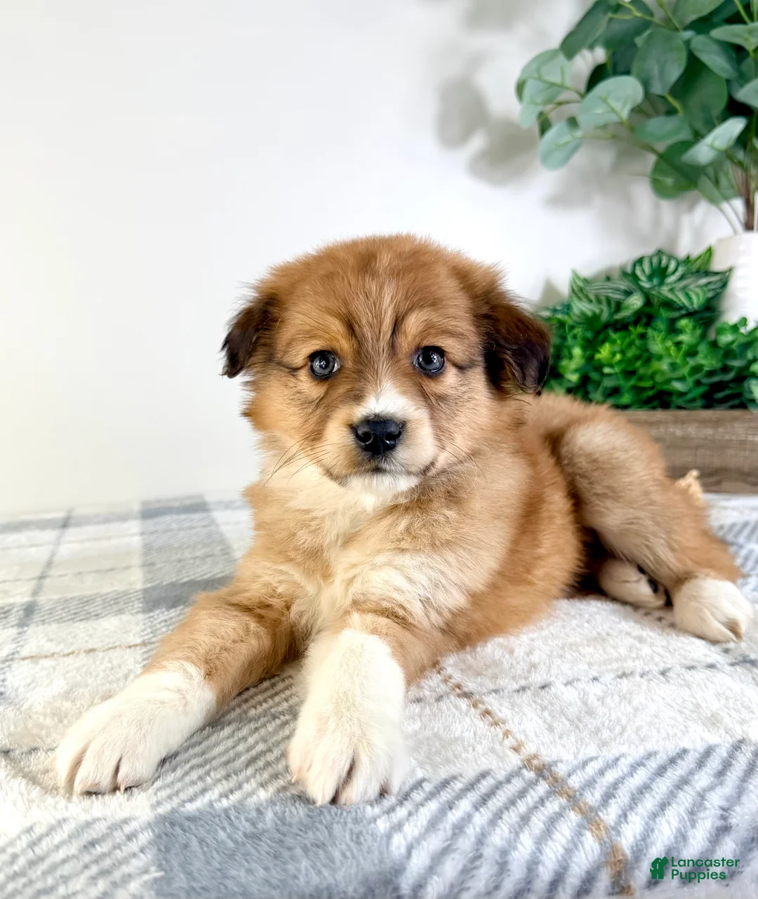 Mixed Breed dogs for sale: Toffee - Ad 2