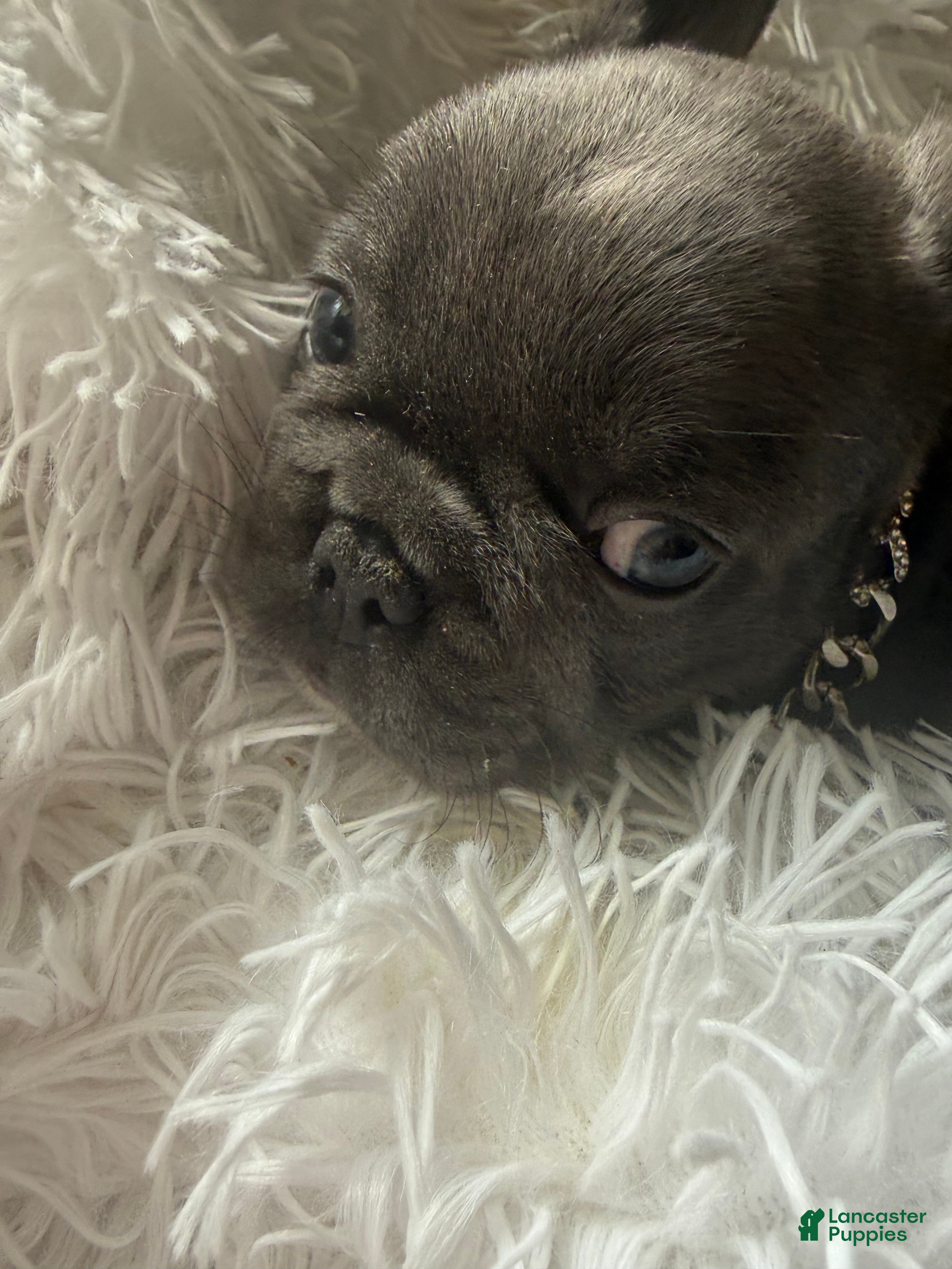 French Bulldog dogs Betsy  - Ad 2