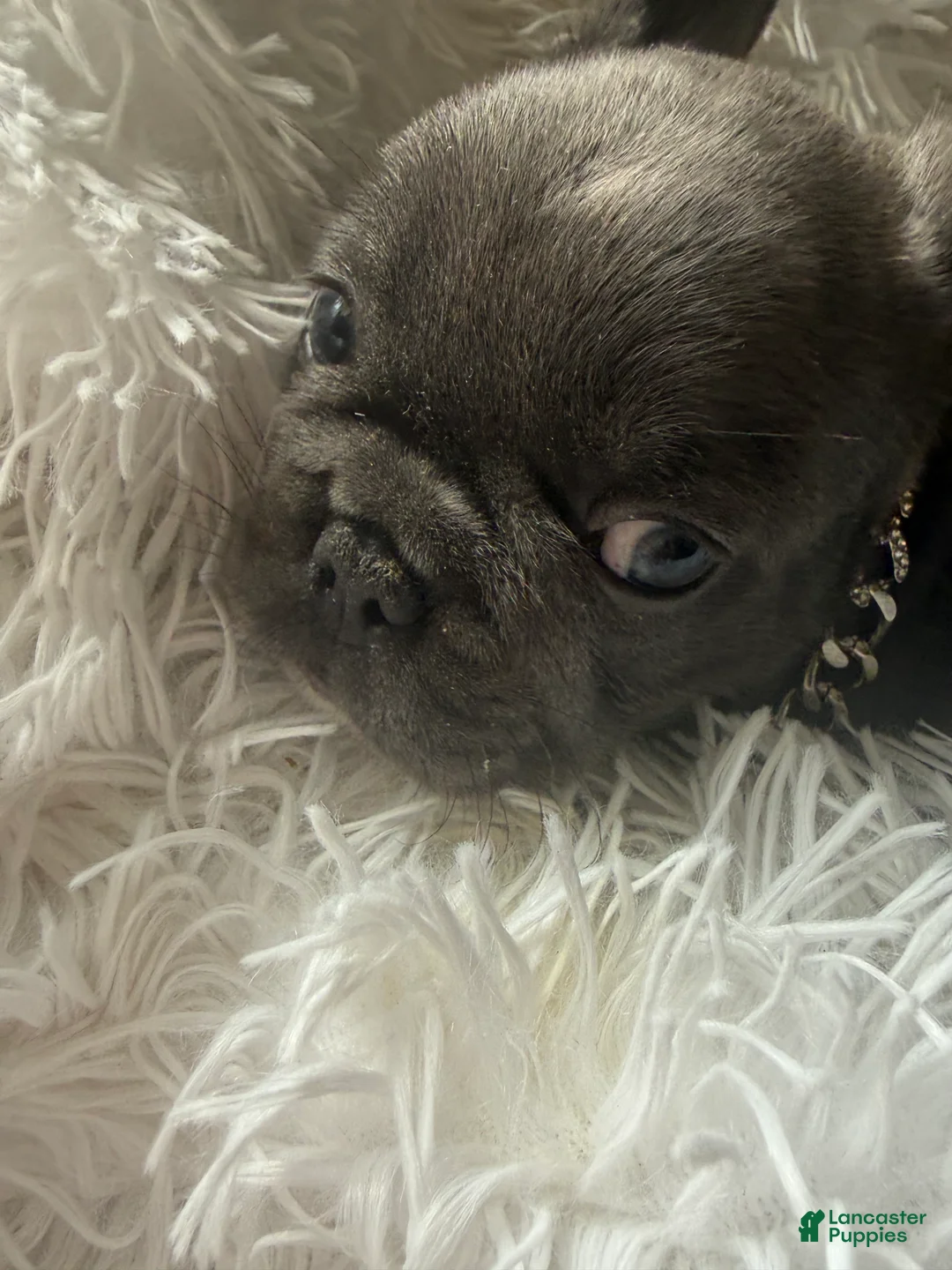 French Bulldog dogs for sale: Betsy  - Ad 2