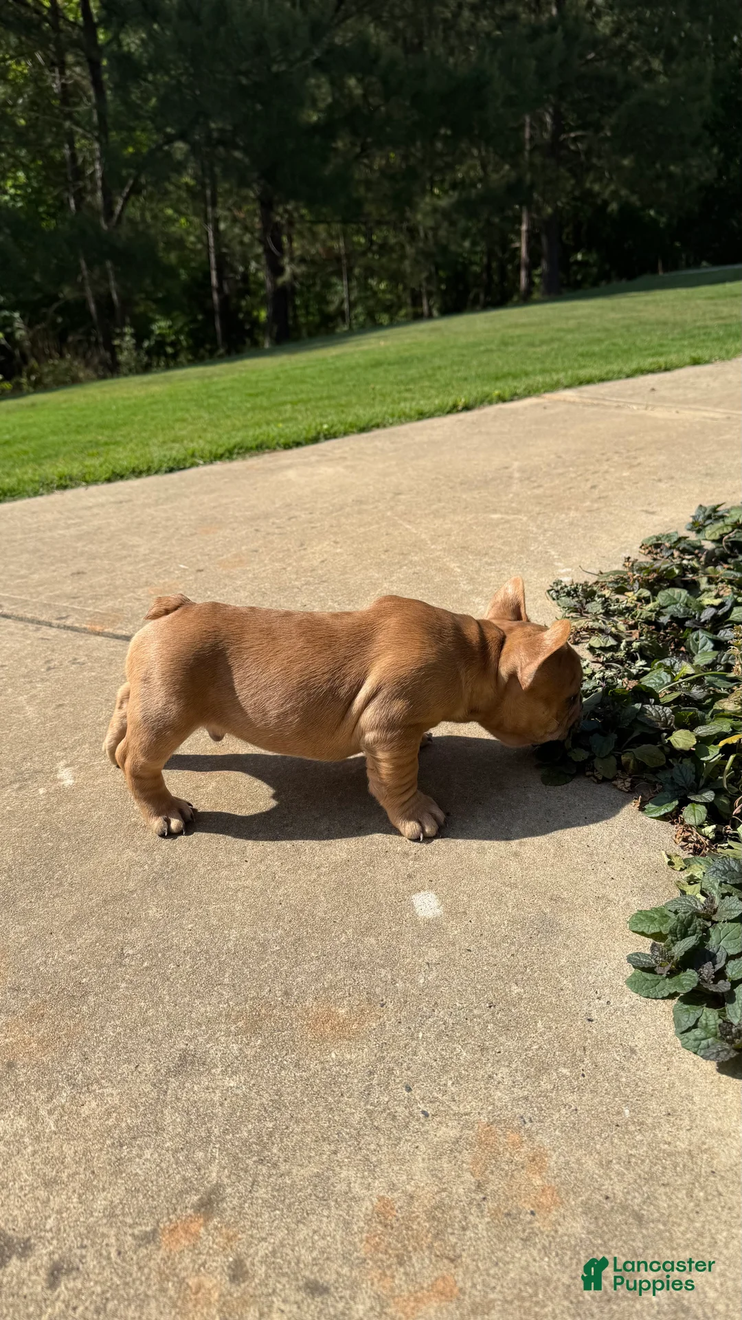 French Bulldog dogs for sale: Potato - Ad 2