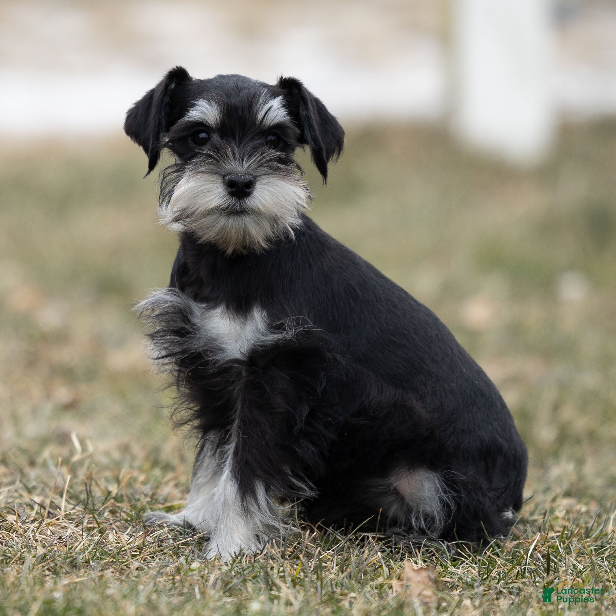Miniature Schnauzer dogs Yvonne - Ad 3