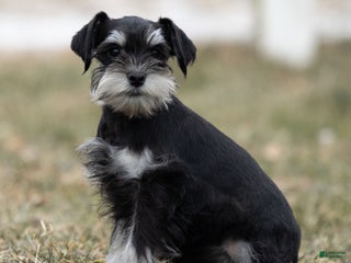 Miniature Schnauzer dogs Yvonne - Ad 5