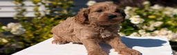 Cavapoo dogs for sale: Ollie - Ad 4