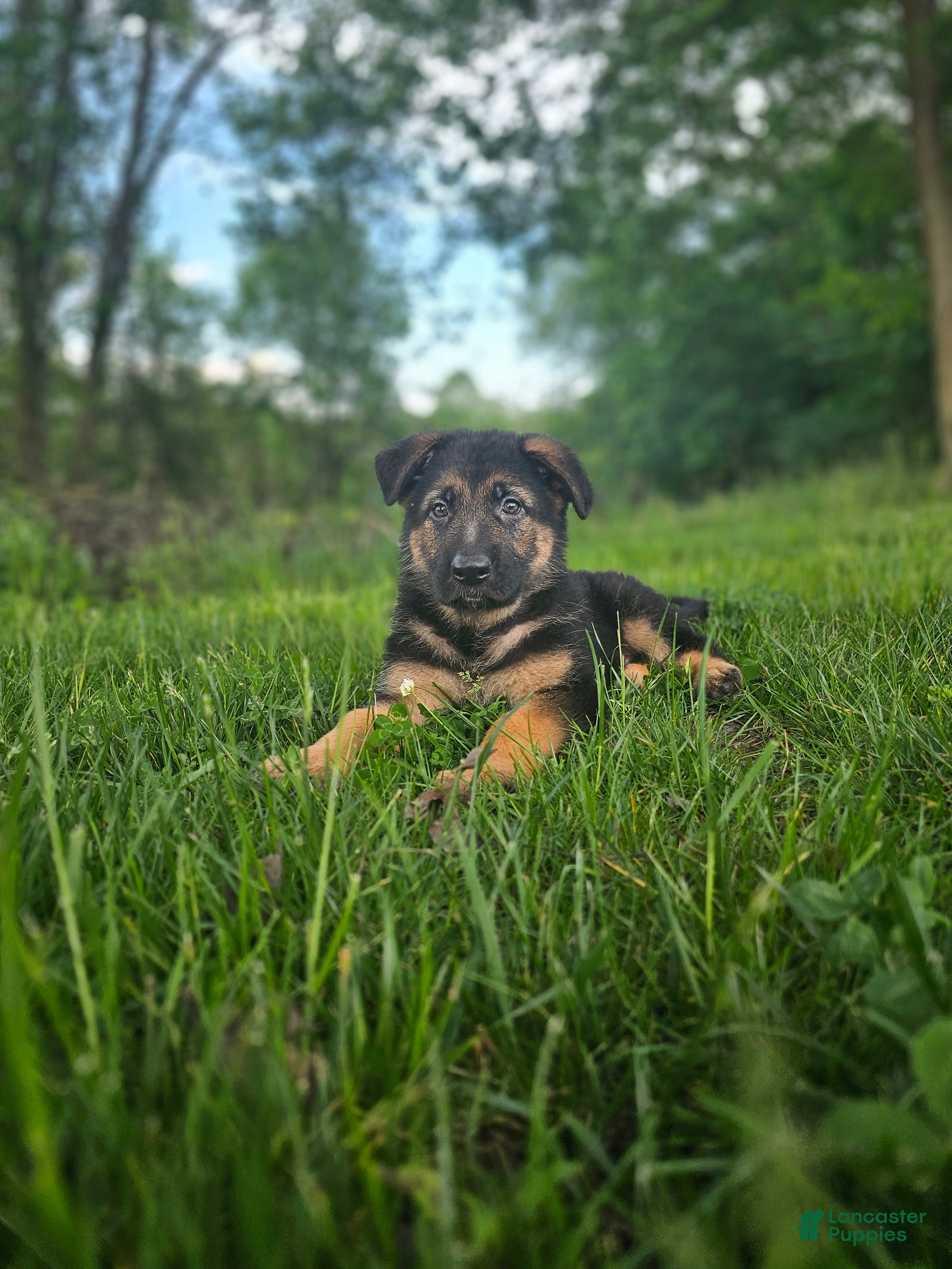 German Shepherd dogs Cannon - Ad 1