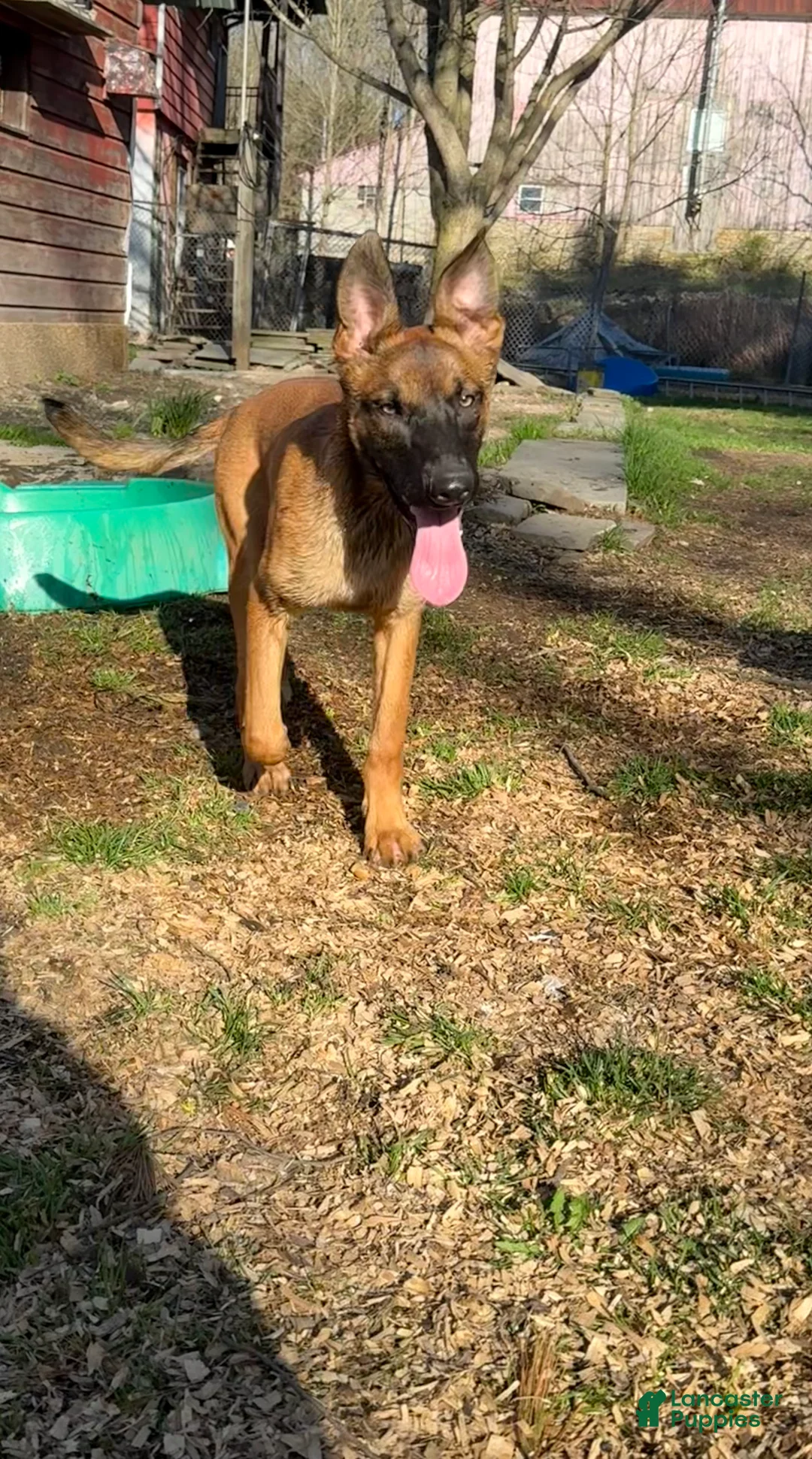 Mixed Breed dogs for sale: Red Collar - Ad 1