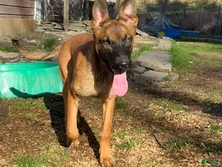 Mixed Breed dogs Red Collar - Ad 40